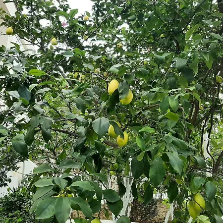 Kela * Sarandë