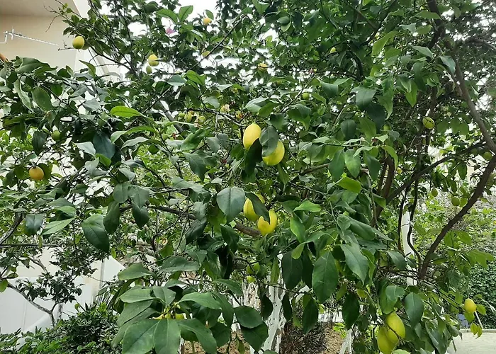 Kela * Sarande